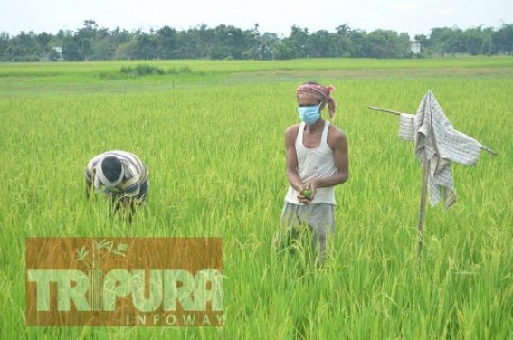 Tripura Agricultural Works continue in Full Wave with Social Distancing by Masked Farmers Tripura Agricultural Works continue in Full Wave with Social Distancing by Masked Farmers